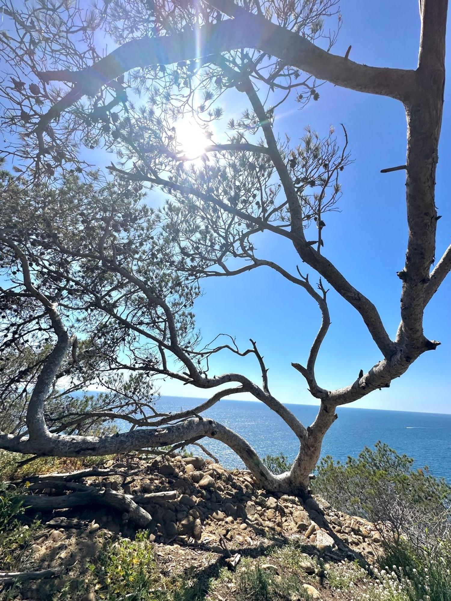 L'Alceste La Ciotat Dış mekan fotoğraf
